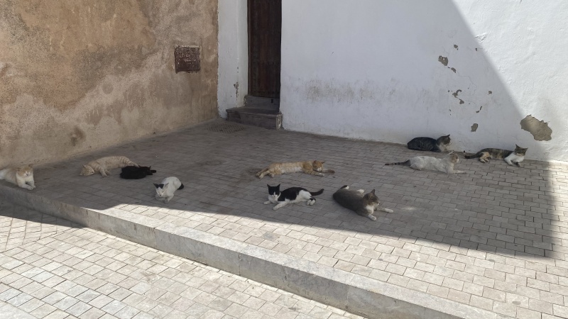 Viele Katzen in der Medina